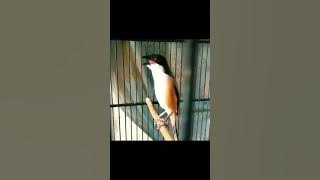 Cendet juara Nasional