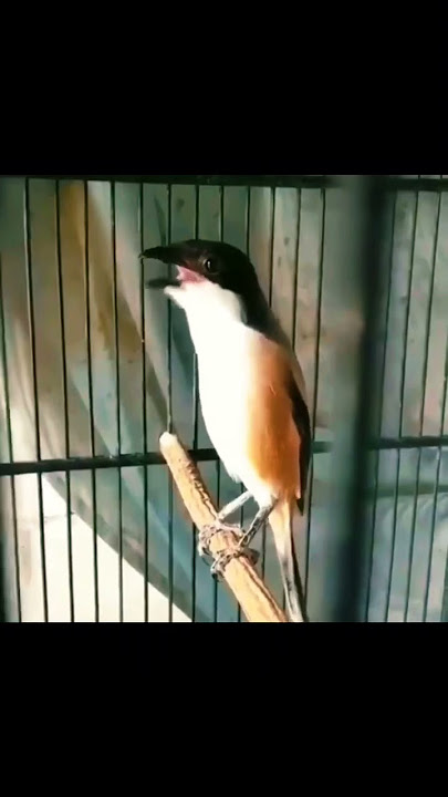 Cendet juara Nasional