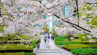 ทัวร์ 4K60 [สวนอิซึมิและดอกซากุระที่อาร์คฮิลส์บานสะพรั่ง] ทัวร์ 2024 โตเกียว ประเทศญี่ปุ่น