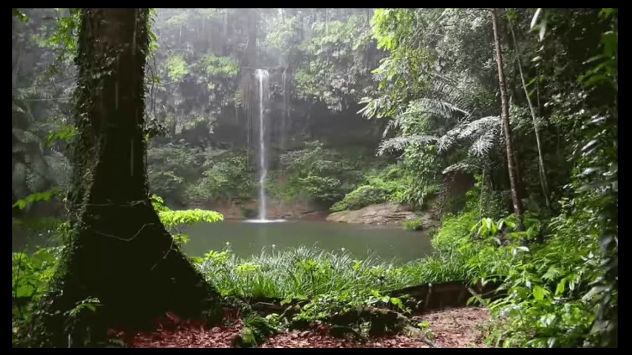 Brazilian rainforest by MetrakillahBeats retolofi jaimealtozano YouTube