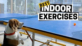 12 Indoor Beagle Exercises (for Lazy Owners)