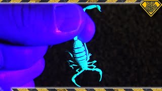 Do You Know Why This Scorpion Is Glowing?
