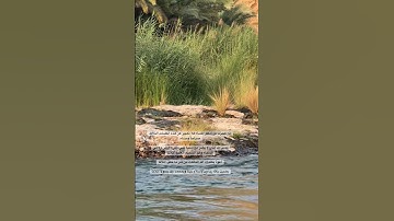 أذكار #ذكر_الله #دعاء #اكسبلور #القرآن_الكريم #اجر_لي_ولك #المصحف #راحة_نفسية #explore #الله #لايك