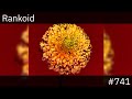 | #741 | Rankoid - Mountain Top / Shape Of Miracle