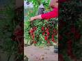 “Grow Tomatoes Upside Down?! This Genius Method Will Shock You!