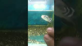 PAS putar balik langsung meluncur...!!!blue pulchra tiklot #ikanhias #fish #ikan #shortvideo