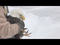 Iced Eagle Rescue on Lake Michigan - released!