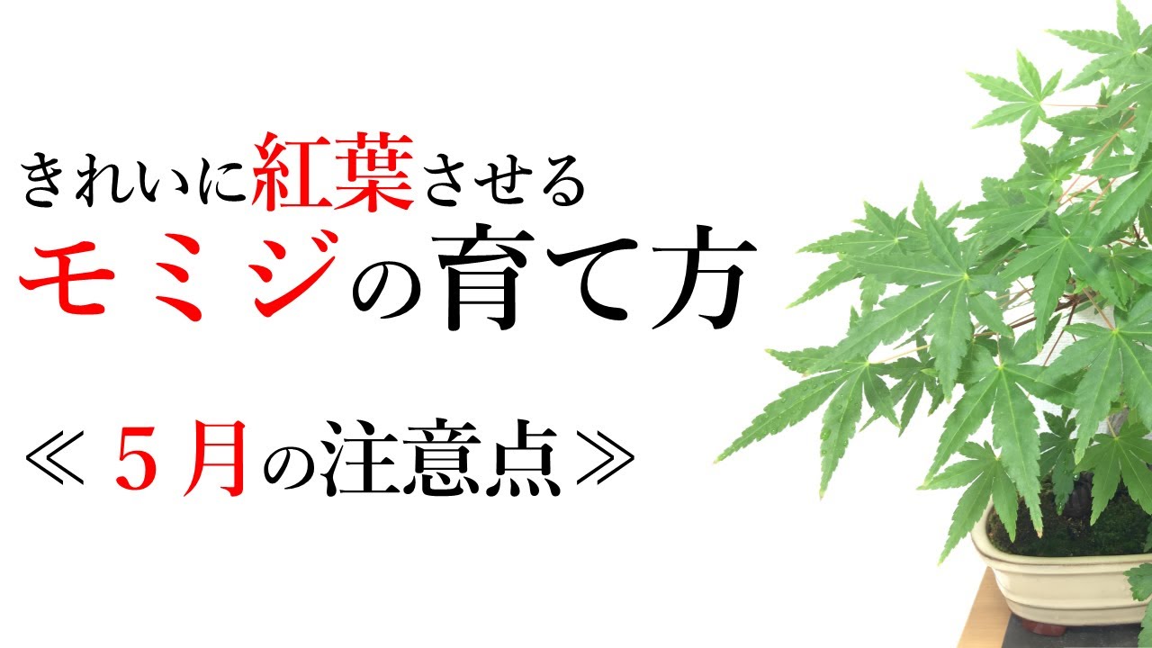 キレイに紅葉させる モミジ盆栽の育て方 5月の注意点 Japanese Maple How To Grow In May Bonsai Youtube