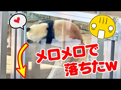 芸人パンダふうひん😍王子のアナウンスでメロメロ落下🤣なんじゃこりゃ（笑）