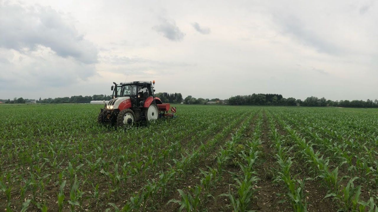 Mais hacken | Steyr Profi CVT | Hatzenbichler