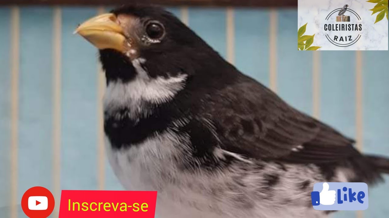 COMO TRATAR DA MICOSE NO SEU COLEIRO OU PAPA-CAPIM !!! 💥💥💥