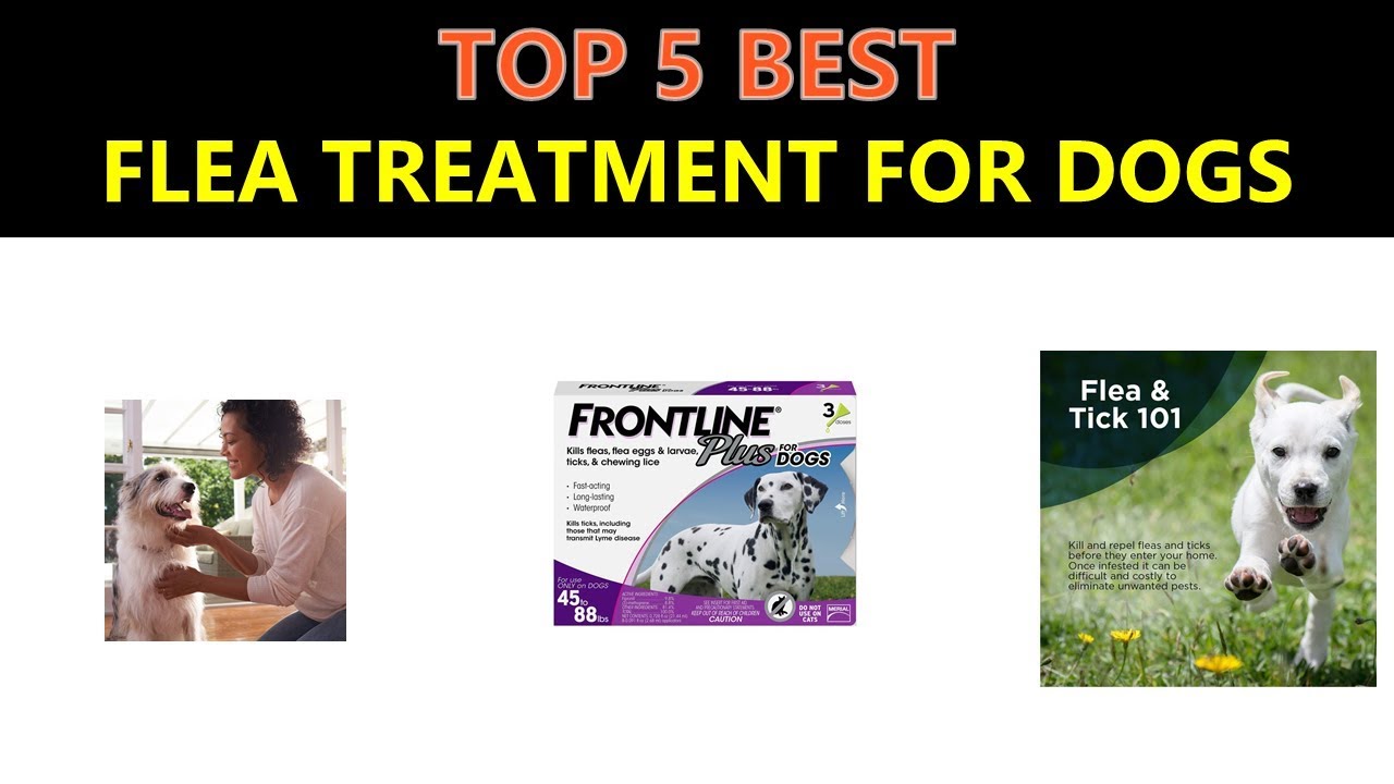 Best Flea Treatment for Dogs 2019 YouTube