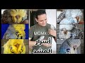 أسرار المشد لتفريخ البادجي الإنجليزي بكل سهوله تفاصيل بسيطه هتفرق كتير في عدد ومستوي الإنتاج