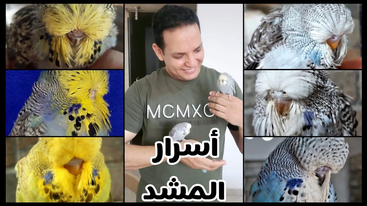 أسرار المشد لتفريخ البادجي الإنجليزي بكل سهوله | تفاصيل بسيطه هتفرق كتير في عدد ومستوي الإنتاج