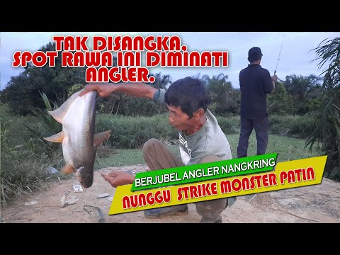 Mancing Patin Rawa