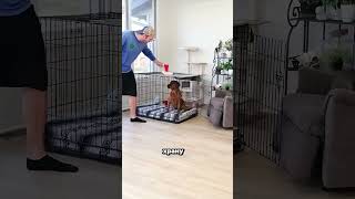 Najlukavija mačka ikad! 😹🐱 Pas nije imao pojma što ga čeka! 😂#viralvideo