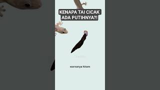 Kenapa Tai Cicak Ada Putihnya? - Lhoh Kok?