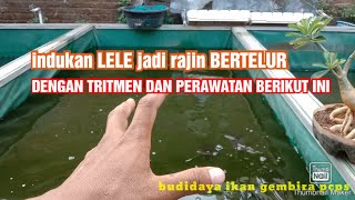CARA MERAWAT INDUKAN LELE  dengan baik