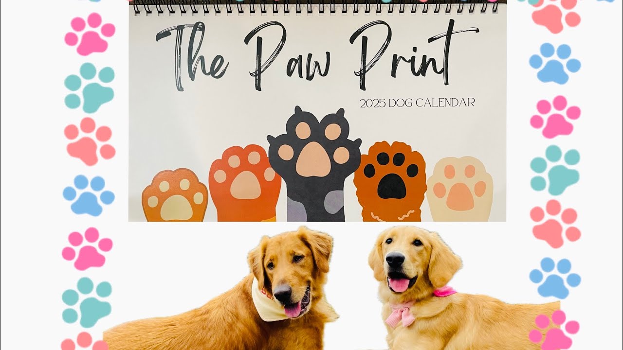 Bailey The Golden Is Featured In “The Paw Print” 2025 Calendar 🐶🐾💕