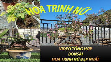 #44 Bonsai Hoa Trinh Nữ | Video Tổng Hợp Gốc Hoa Trinh Nữ Đẹp Nhất | THANH HUY YOUTUBE