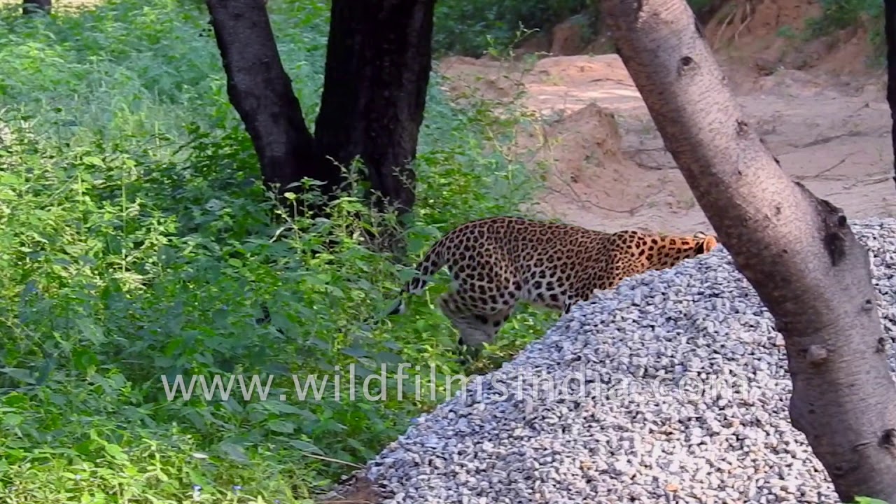 nepal flag तेंदुआ अपने इलाके झालाना डूंगरी, जयपुर में चलता है| Cat Walk and Cattitude