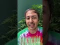 How to force flowering ? #shorts