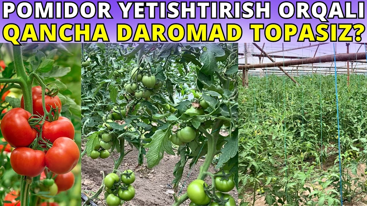 #2024 KO'RING! POMIDOR ORQALI DAROMAD QILISH SIRLARI FOSH BO'LDI!