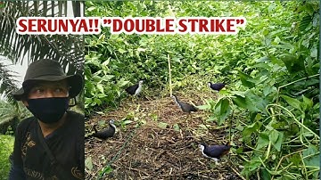 mikat ruak-ruak, serunya "double strike" || bird trap