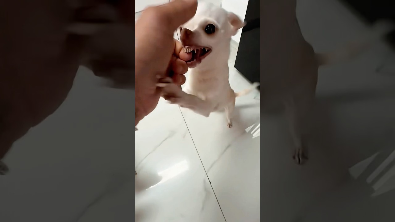 The Kuchi Kuci helicopter ? ?? Angry chihuahua vs french bulldog
