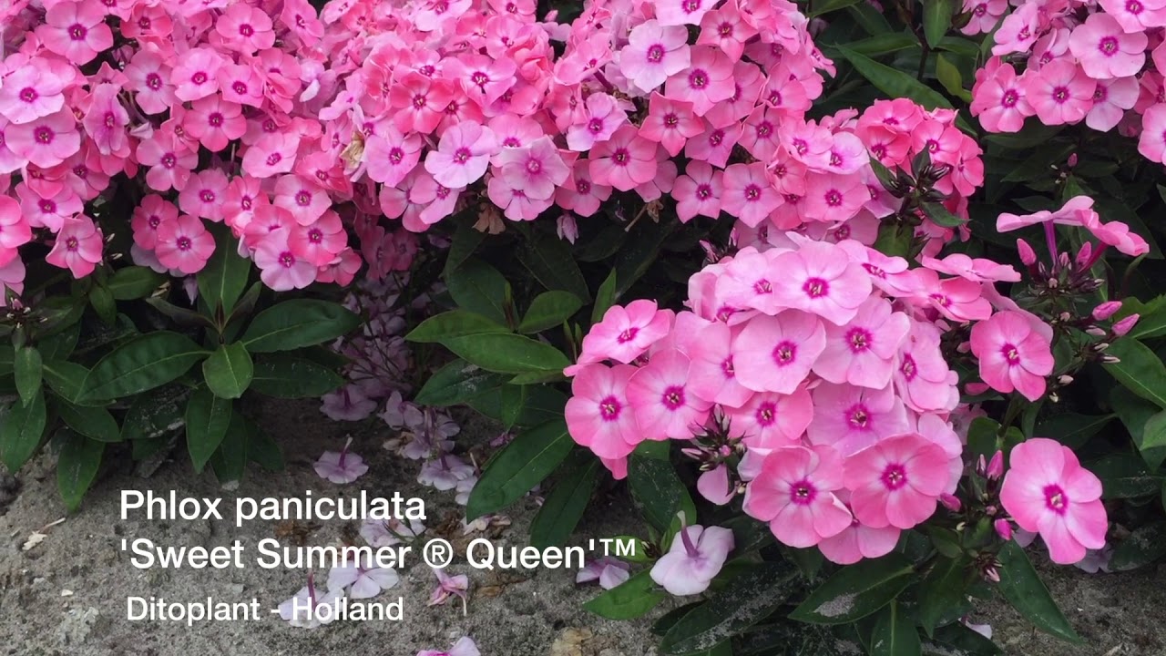The Phlox paniculata 'Sweet Summer® Queen'™ is created by t...
