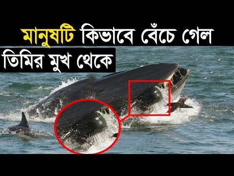 ভিডিও: কীভাবে নিজেকে হাঙ্গর থেকে রক্ষা করবেন