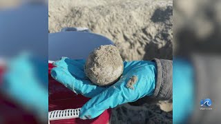 Endangered Leatherback turtles lay two nests on Cape Hatteras National Seashore