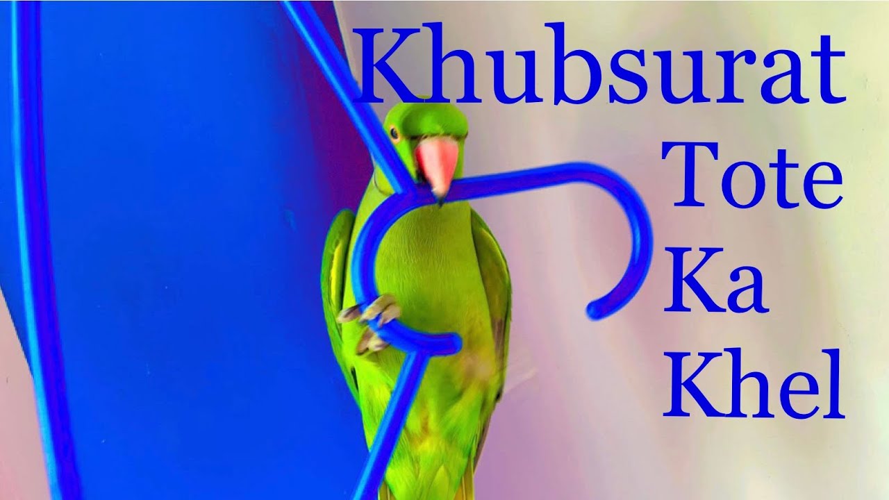 How hardworking parrot || Zoomiparrot deserve more subscribers || please help him to reach 10k..❤️