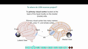 The Visual Cortex 2016