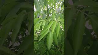 Crazy Growth in an Elderberry in ONLY 3 Months! #permaculture #homestead #gardening