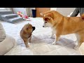 【お迎え初日】心優しい柴犬が初めて子犬と触れ合った結果