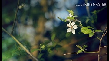 سورة يس بصوت هزاع البلوشي، صوت هادئ و مريح