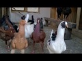 golubovi MALTEZERI (Petrov Svetislav) - maltese pigeons - голубиный - güvercin - galambok - porumbel