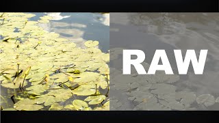 Бесплатные футажи RAW - Кувшинки / FREE RAW FOOTAGE - Water lilies