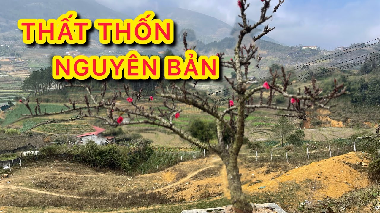Vì Sao Dân Sành Cây Chỉ Chơi Thất Thốn Nguyên Bản 