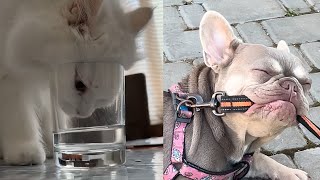 Try Not To Laugh🤣Funny Cats and Dogs video June V1