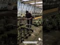 Manual 5-Pot Nursery Spacing Fork Tool Lifting and Arranging Greenhouse Plants #tools