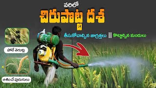 Varilo Potta Dasha Paddy Pests And Diseases Management Explained In Telugu Paddy Cultivation