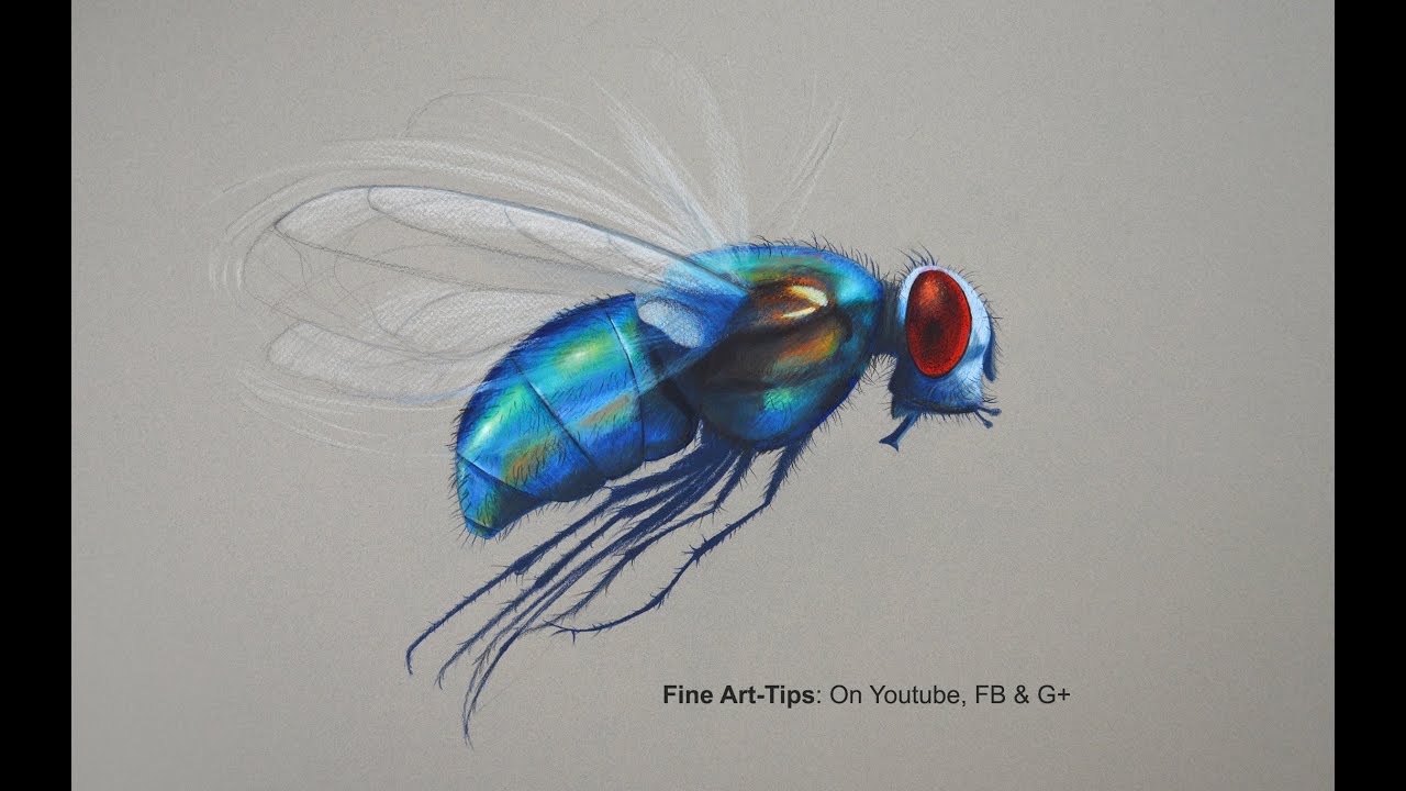 How to Draw a Fly With Color Pencils - The World's Handsomest Fly - YouTube