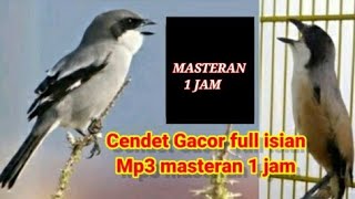 Download Lagu CENDET GACOR FULL ISIAN JERNIH PANJANG || MP3 SUARA BURUNG  MASTERAN 1 JAM MP3