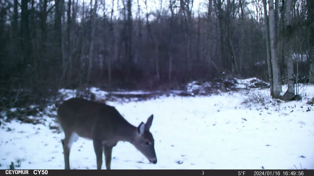 CEYOMUR 50 Trail Camera - Food Plot Entrance Dec 2023 - Feb 10th 2024