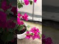 Unveiling the Magic of Green Bougainvillea