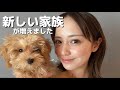 新しい家族が増えました🐶