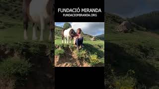 El Seneci🌻, una planta invasora al Prepirineu català #natura #cavalls #llibertat #horse #rewilding