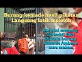 cara merawat burung kemade liar atau pikat